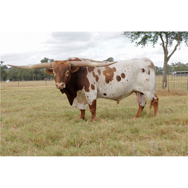 Solid Ground BCR 055