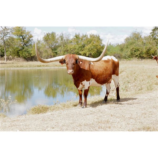 BCR KATHERINE of CASTILE 719