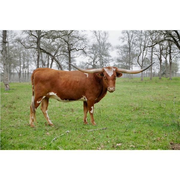 BCR Never Forget 911