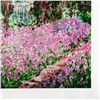 Image 2 : Claude Monet "Le Jardin De Monet" Limited Edition Lithograph on Paper