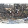 Image 1 : Concrete buck, doe, 2- fawns & 4- metal garden décor items