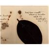 Image 2 : Leaf from wreath Placed by Chares Lindbergh on Lincoln's casket, Springfield IL [188372]