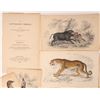 Image 2 : Bird Prints, Vintage, 25 [181588]