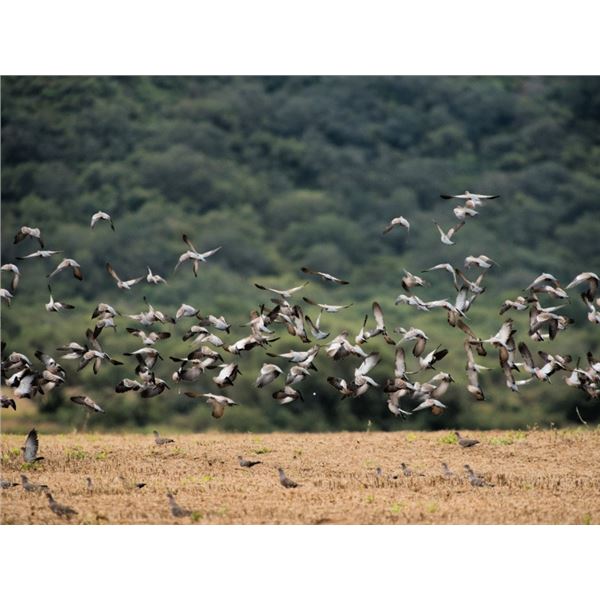 Lodge Exclusive - Argentina High Volume Dove Hunt for 10 Hunters