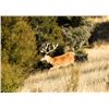 Image 25 : New Zealand Red Stag Hunt for 6 Hunters.  Bonus Long Range Goat Cull Hunt!