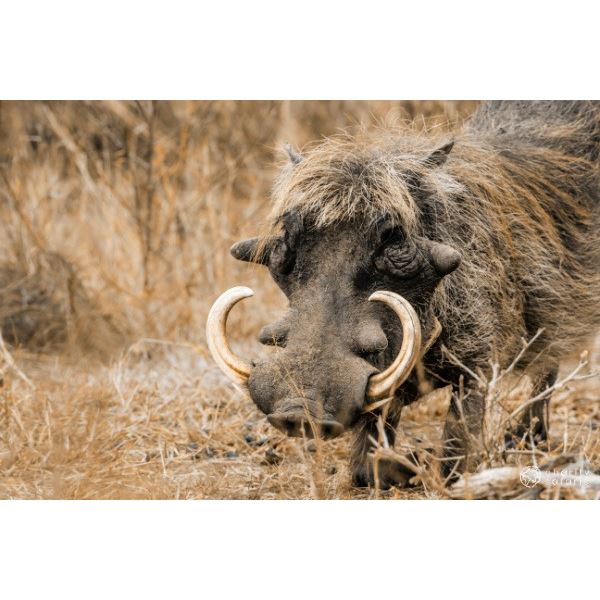 8-Day South Africa Plains Game Hunt for 4 Hunters with Theron Safaris