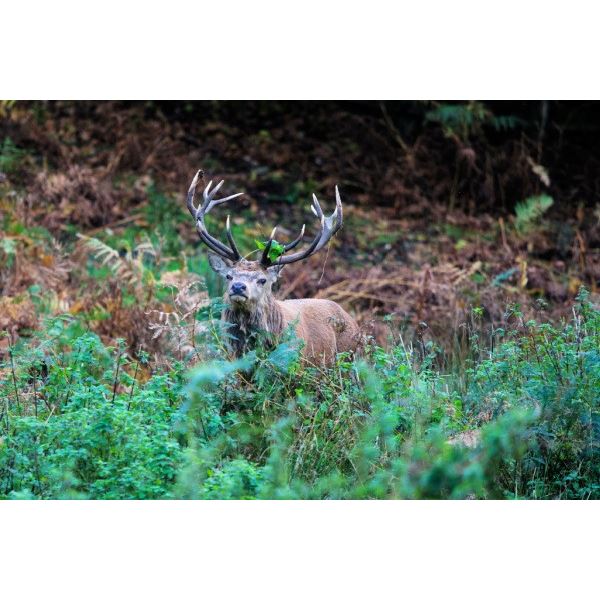 Argentina Red Stag Hunt for 4 Hunters at Estancia Chischaca