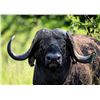 Image 10 : Cape Buffalo Hunt up to 42 Inches with Theron Safaris
