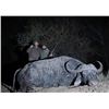 Image 3 : Cape Buffalo Hunt up to 42 Inches with Theron Safaris