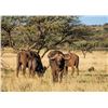 Image 5 : Cape Buffalo Hunt up to 42 Inches with Theron Safaris
