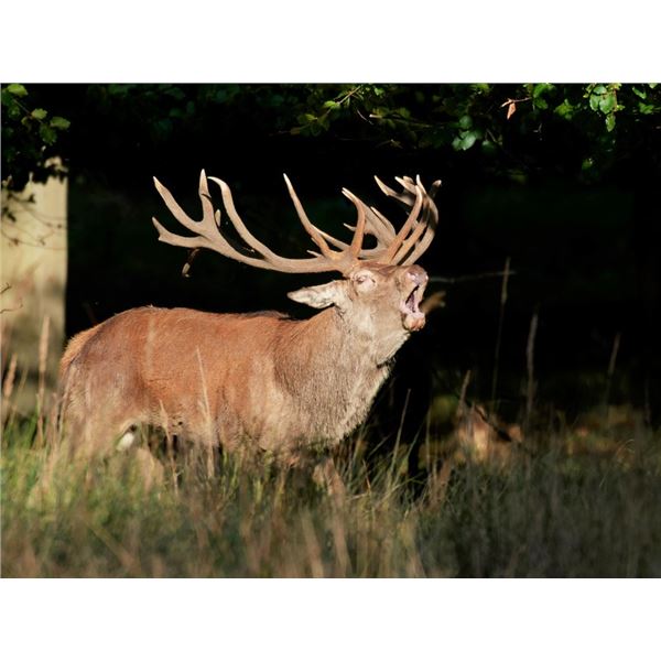 Argentina Red Stag Hunt for 6 Hunters.  Bonus Day High Volume Dove Shoot