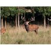 Image 2 : Argentina Red Stag Hunt for 6 Hunters.  Bonus Day High Volume Dove Shoot