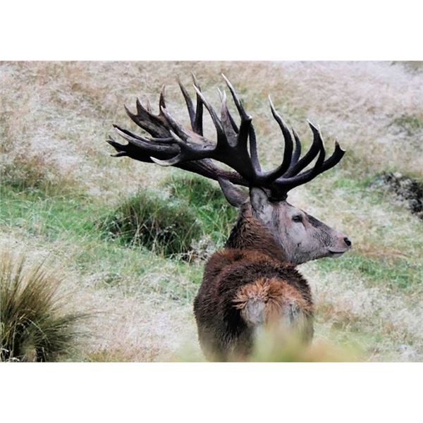 New Zealand Red Stag Hunt for 4 Hunters at High Peak Station