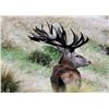 Image 1 : New Zealand Red Stag Hunt for 4 Hunters at High Peak Station