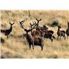 Image 21 : New Zealand Red Stag Hunt for 4 Hunters at High Peak Station
