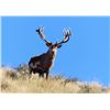 Image 25 : New Zealand Red Stag Hunt for 4 Hunters at High Peak Station
