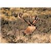 Image 28 : New Zealand Red Stag Hunt for 4 Hunters at High Peak Station