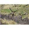Image 4 : New Zealand Red Stag Hunt for 4 Hunters at High Peak Station