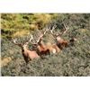 Image 5 : New Zealand Red Stag Hunt for 4 Hunters at High Peak Station