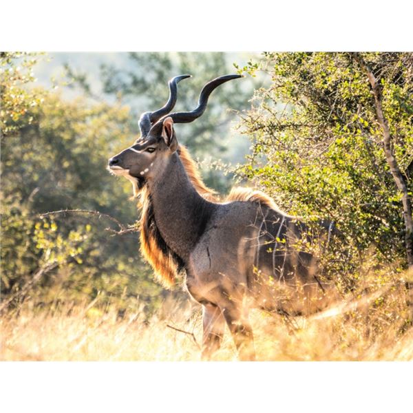 Lodge Exclusive - Theron Safaris Plains Game Hunt for 6 Hunters