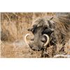 Image 3 : Lodge Exclusive - Theron Safaris Plains Game Hunt for 6 Hunters