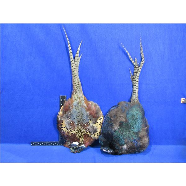 2 Pheasant Pelts for Fly Tying