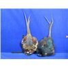 Image 1 : 2 Pheasant Pelts for Fly Tying