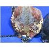 Image 2 : 2 Pheasant Pelts for Fly Tying