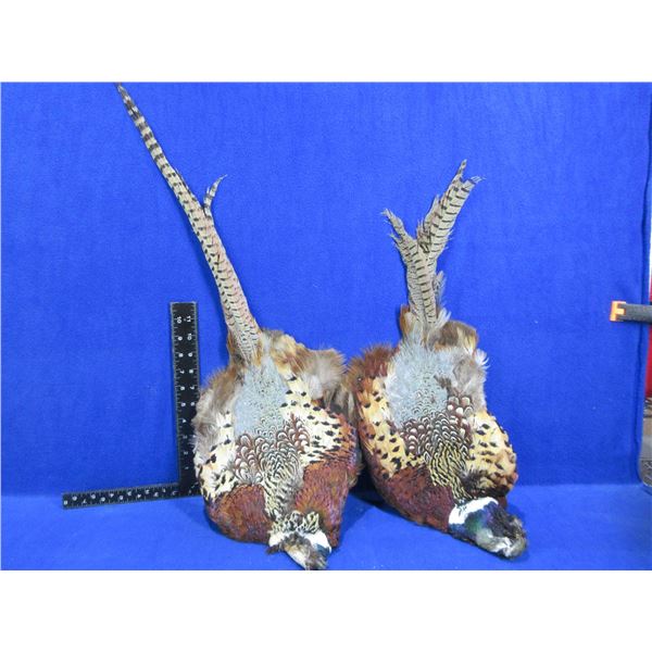 2 Pheasant Pelts for Fly Tying