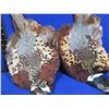 Image 2 : 2 Pheasant Pelts for Fly Tying
