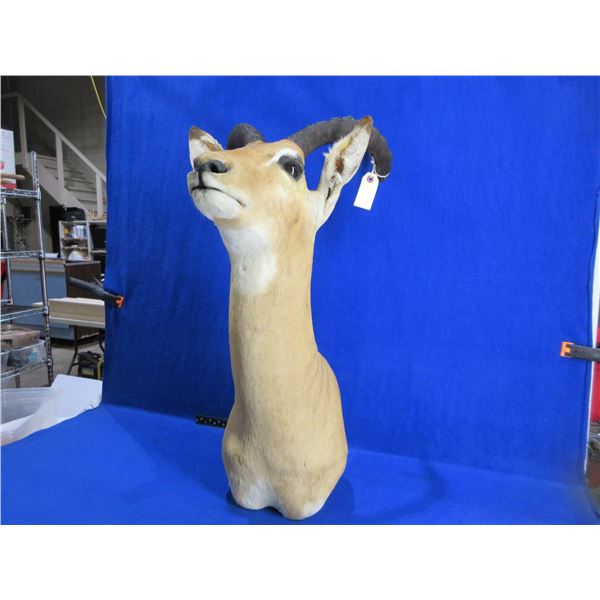 Mounted Impala Head - 32" Tall