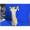 Image 1 : Mounted Impala Head - 32" Tall
