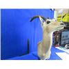 Image 2 : Mounted Impala Head - 32" Tall
