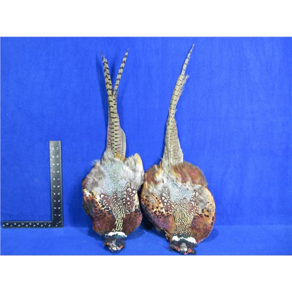 2 Pheasant Pelts for Fly Tying