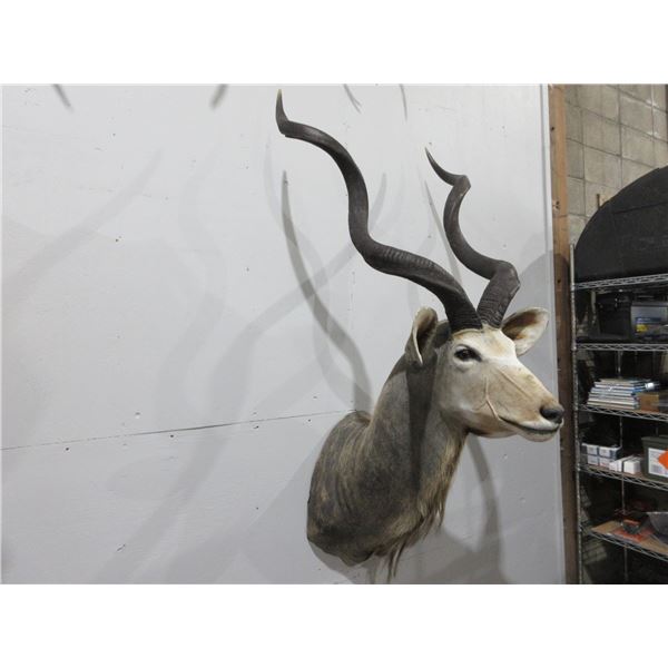 Greater Kudu Mounted Head with Removable Spiral Horns