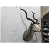 Image 1 : Greater Kudu Mounted Head with Removable Spiral Horns