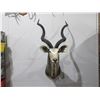 Image 2 : Greater Kudu Mounted Head with Removable Spiral Horns
