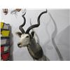 Image 3 : Greater Kudu Mounted Head with Removable Spiral Horns
