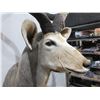 Image 5 : Greater Kudu Mounted Head with Removable Spiral Horns