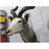 Image 6 : Greater Kudu Mounted Head with Removable Spiral Horns