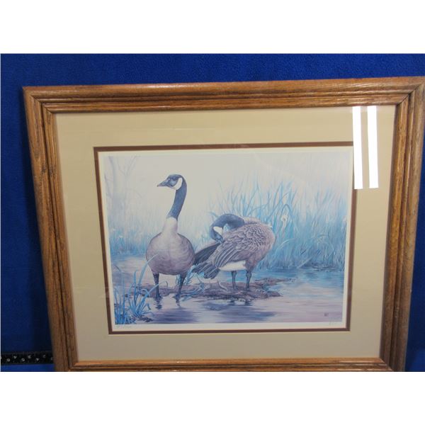 Framed Canada Geese Print by Herbert Pikl - 1647/3000
