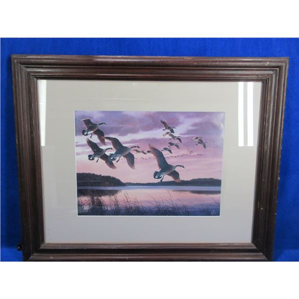 Framed Canada Geese Print by David Maass - 28" x 22 1/2"