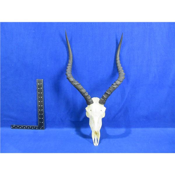 Impala Skull with Horns - European Mount Style - 16" Horns