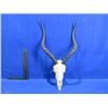 Image 1 : Impala Skull with Horns - European Mount Style - 16" Horns