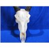 Image 2 : Impala Skull with Horns - European Mount Style - 16" Horns