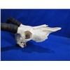 Image 3 : Impala Skull with Horns - European Mount Style - 16" Horns