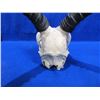 Image 4 : Impala Skull with Horns - European Mount Style - 16" Horns