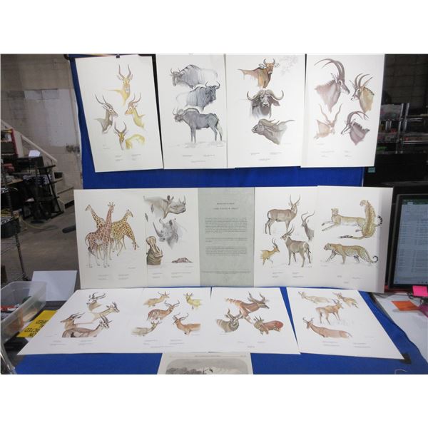 Rowland Ward's "Game Animals of Africa" 12 Print Set