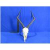 Image 1 : Impala Skull with Horns - European Mount Style