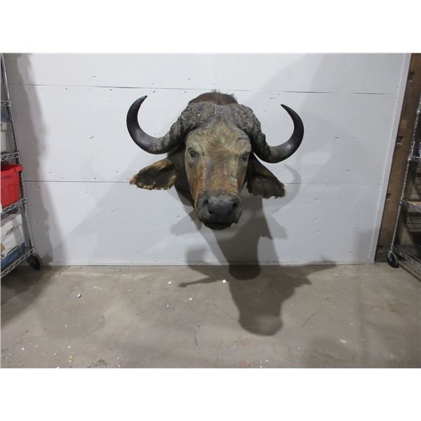African Cape Buffalo Head Shoulder Mount